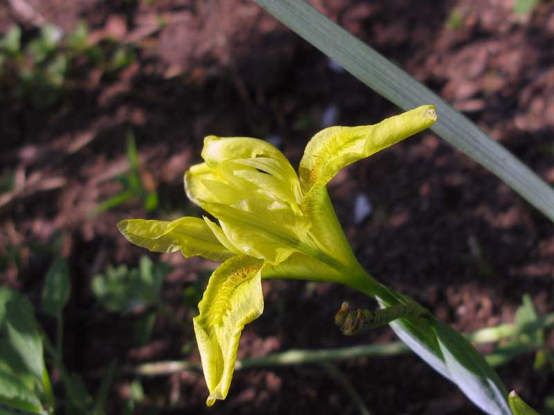 Изображение особи Iris humilis.