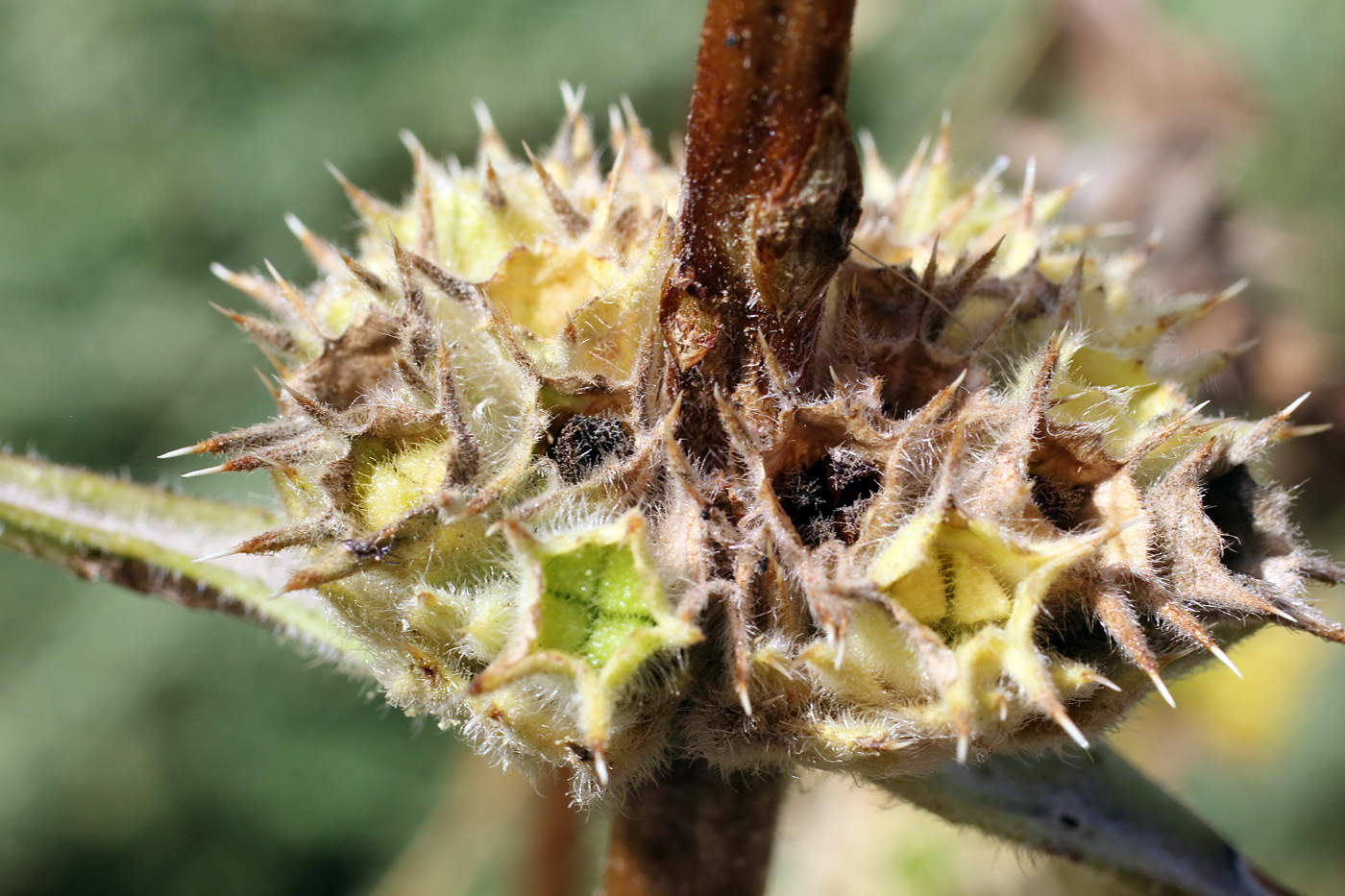 Изображение особи Phlomoides ostrowskiana.