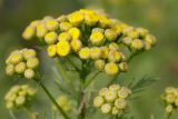 Tanacetum vulgare