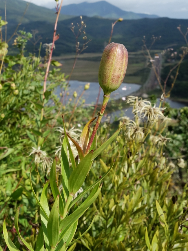 Изображение особи Lilium buschianum.