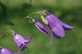 Campanula rapunculoides