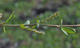 Salix ledebouriana