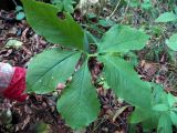 Arisaema robustum