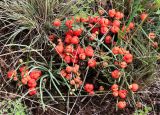 Ephedra monosperma