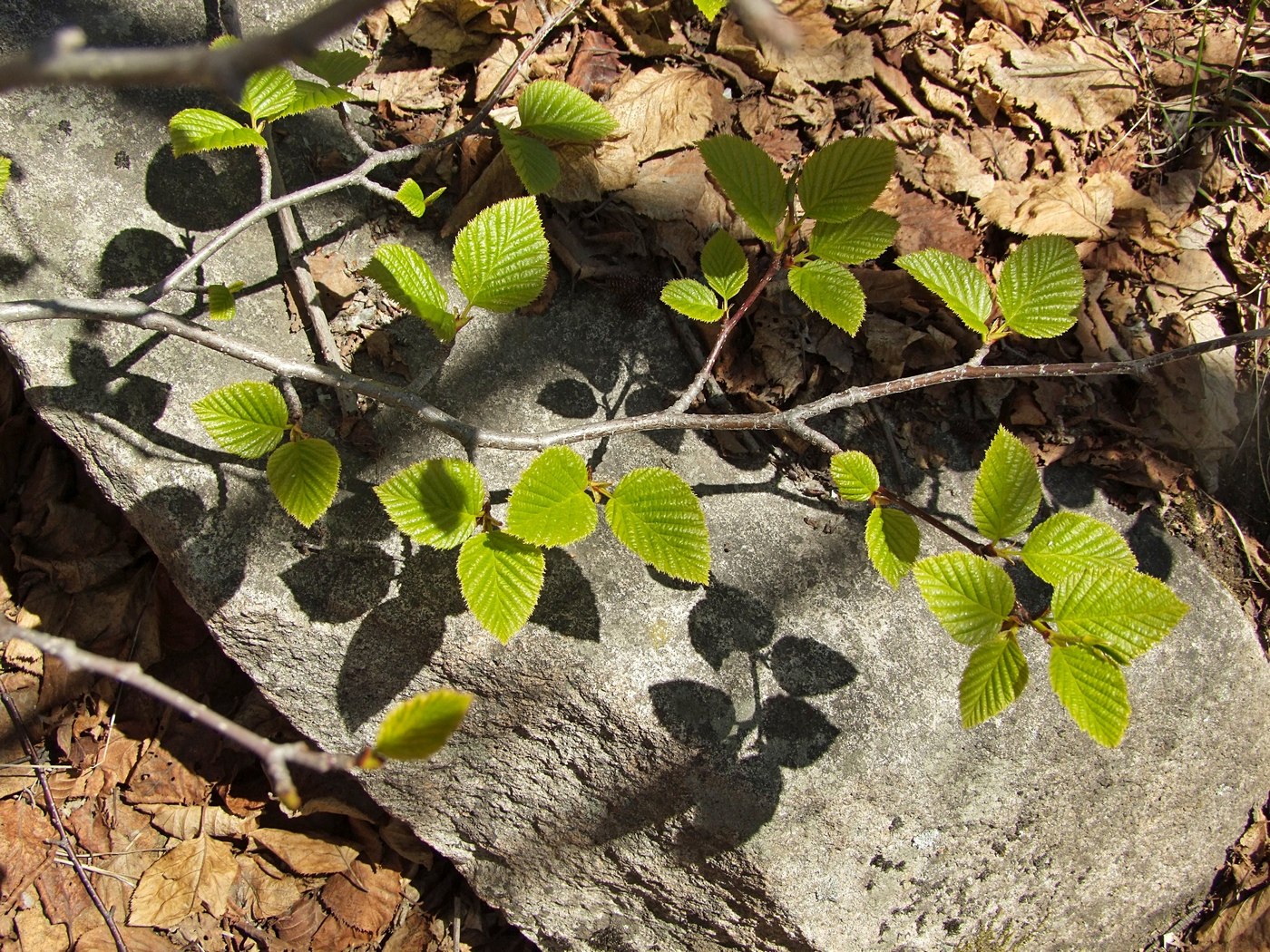 Image of Duschekia fruticosa specimen.