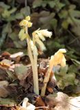 Hypopitys monotropa