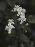 Clematis vitalba. Соцветие. Крым, Городской округ Ялта, окр пос. Форос, обочина Старого Севастопольского шоссе. 20.08.2017.