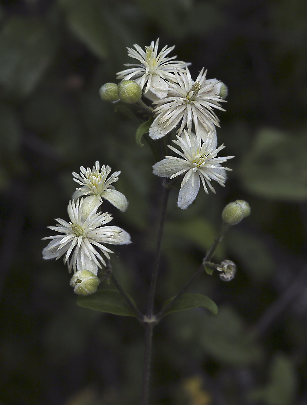 Изображение особи Clematis vitalba.