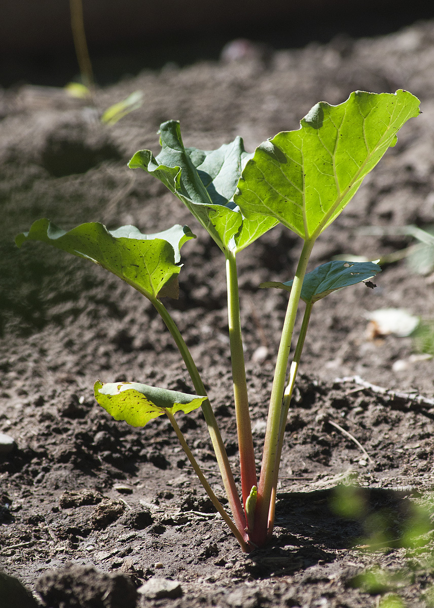 Изображение особи Rheum rhabarbarum.