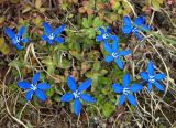 Gentiana uniflora. Цветущие растения. Якутия (Саха), Нерюнгринский р-н, окр. перевала Тит. 22.06.2016.