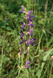 Salvia pratensis