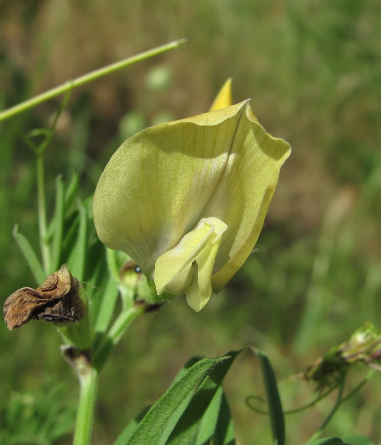 Image of Vicia grandiflora specimen.