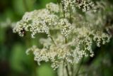 Rodgersia aesculifolia