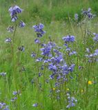 Polemonium chinense