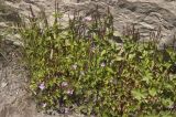 Epilobium algidum. Приэльбрусье, южный склон Эльбруса, подножие водопада Девичьи Косы, ≈ 2700 м н.у.м. Июль 2010 г.