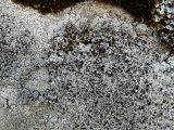 Lecanora argopholis