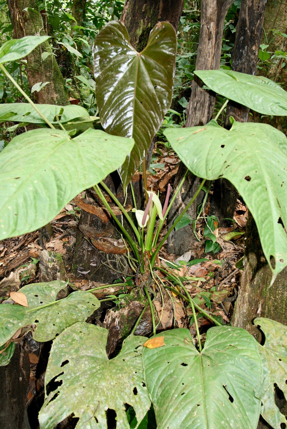 Изображение особи Anthurium formosum.