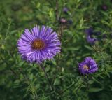 Symphyotrichum novae-angliae