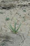 Linaria genistifolia