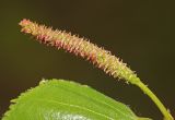 Betula platyphylla