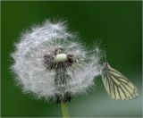 Taraxacum officinale