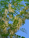 Robinia pseudoacacia