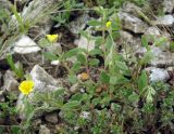 Helianthemum salicifolium. Цветущее растение. Азербайджан, Шамкирский р-н, Дзегам, известняковые холмы. 17.04.2010.