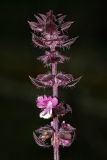 Ocimum basilicum. Соцветие. Республика Абхазия, г. Сухум. 22.08.2009.