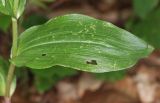 Epipactis leptochila