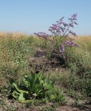 Limonium gmelinii