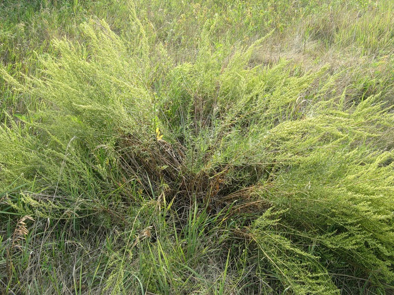 Изображение особи Artemisia dracunculus.