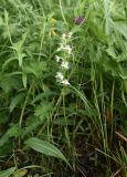 Platanthera chlorantha. Цветущее растение. Республика Ингушетия, Джейрахский р-н, ур. Кязи, выс. 1880 м н.у.м, край оврага. 22 июля 2022 г.