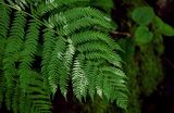 Athyrium filix-femina