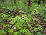 Geranium robertianum. Цветущие растения. Московская обл., Дмитровский р-н, берег канала им. Москвы, смешанный лес. 06.06.2023.