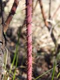 Rosa glauca. Часть ветви. Магаданская обл., г. Магадан, городской парк, в озеленении. 03.06.2022.