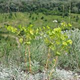 Euphorbia petrophila. Цветущее и плодоносящее растение на меловом склоне. Украина, Донецкая обл., Славянский р-н, окр. с. Сидорово. 09.07.2011.