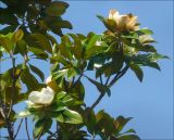 Magnolia grandiflora. Ветви с цветами (крупнейшее дерево в городе, высота около 4 м). Черноморское побережье Кавказа, г. Новороссийск, в культуре. 13 июня 2010 г.