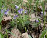 Viola rupestris