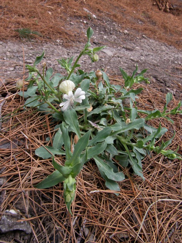 Изображение особи Oberna crispata.