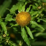 Bidens radiata