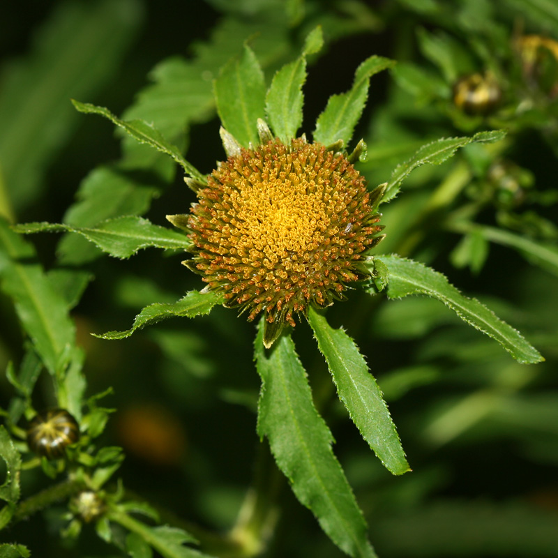 Изображение особи Bidens radiata.