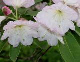 Rhododendron fortunei