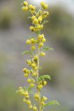 Artemisia stechmanniana