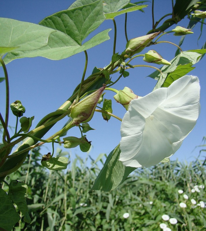 Изображение особи Calystegia sepium.