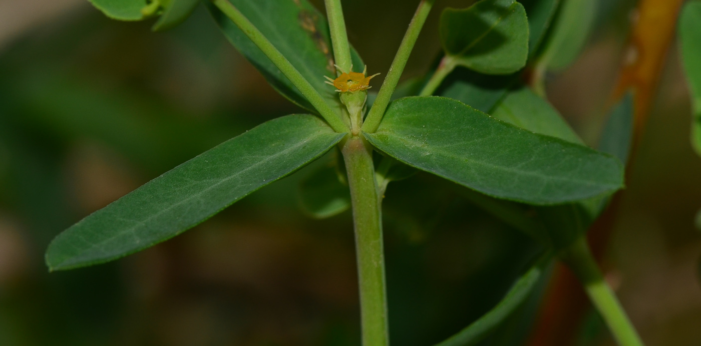 Изображение особи Euphorbia terracina.