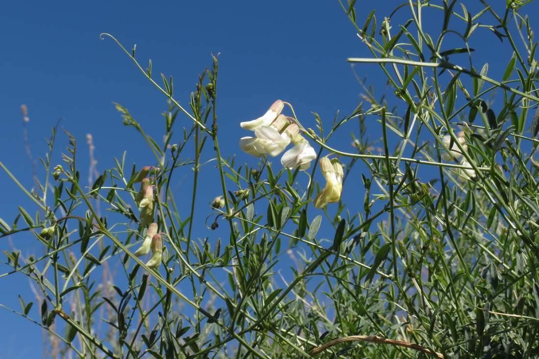 Изображение особи Vicia costata.