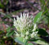 Trifolium caucasicum. Соцветие. Краснодарский край, окр. г. Новороссийск, окр. пос. Владимировка, Маркотхский хр., луг. 28.06.2008.