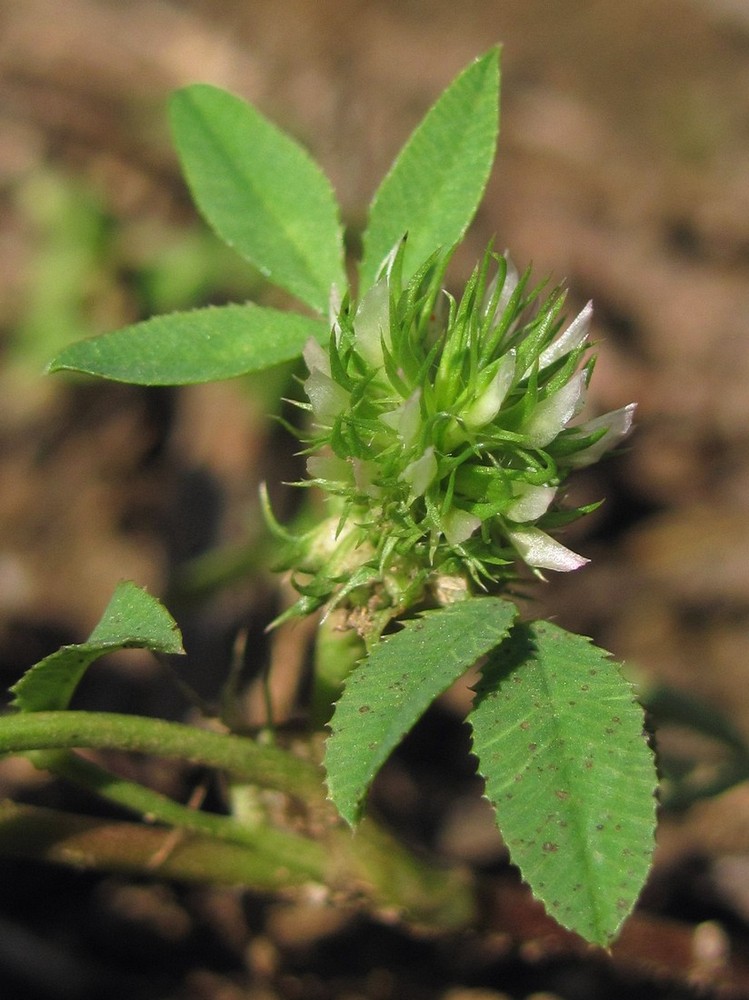 Изображение особи Trifolium retusum.