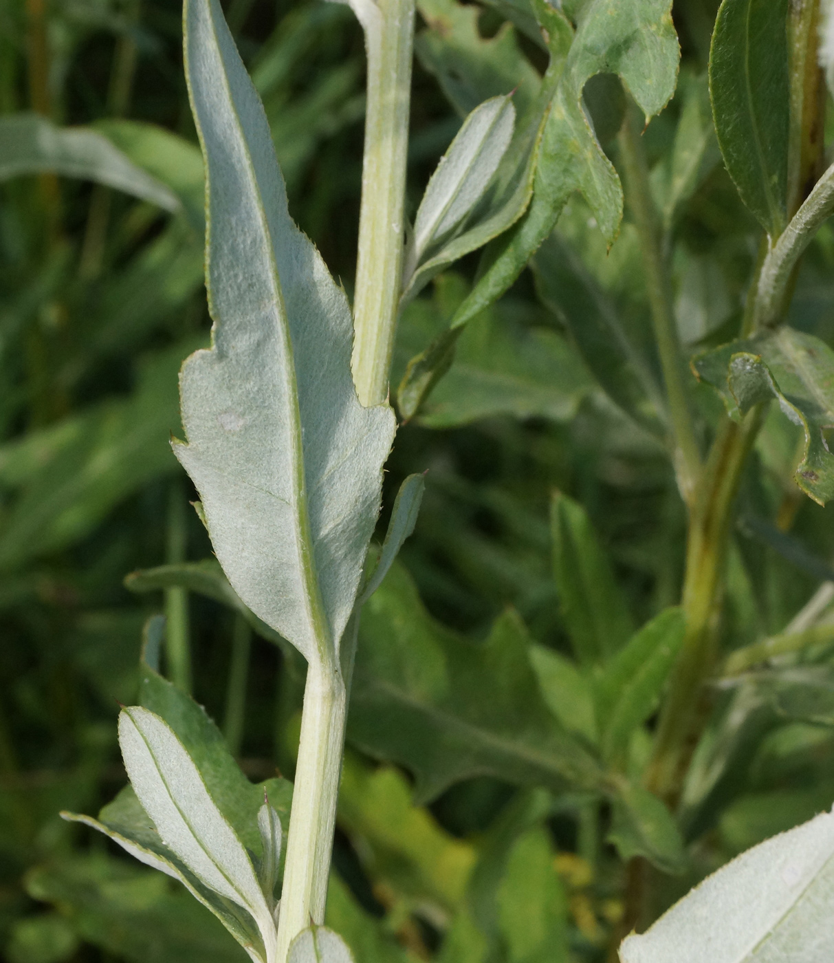 Изображение особи Cirsium incanum.