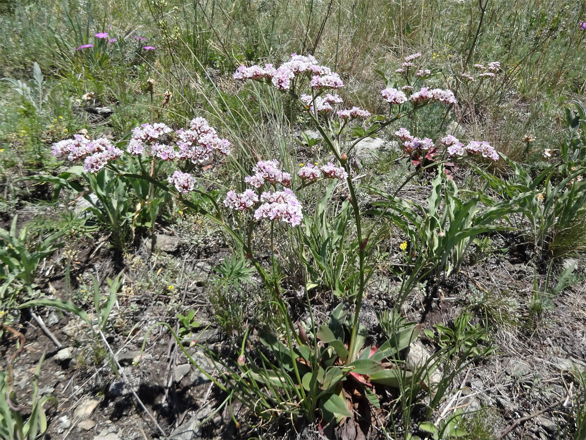 Изображение особи Goniolimon speciosum.